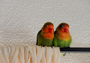 Love Birds, Animals, graphy, Green Series, Birds HD wallpaper