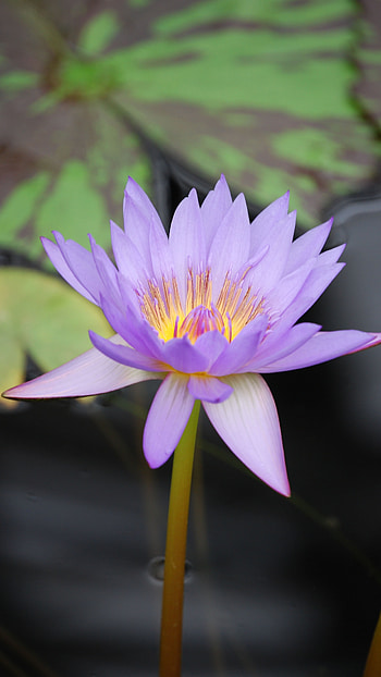 Water Lily, Purple, Flower HD phone wallpaper