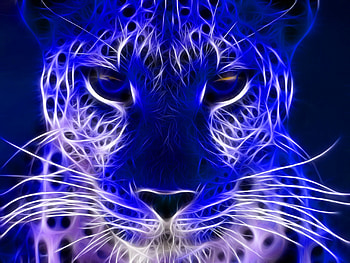 Animals Blue Cheetah Cat Cats Jooti Most , HQ Backgrounds . HD wallpaper