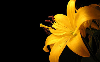Flower, Macro, Spotted, Spotty, Lily HD wallpaper
