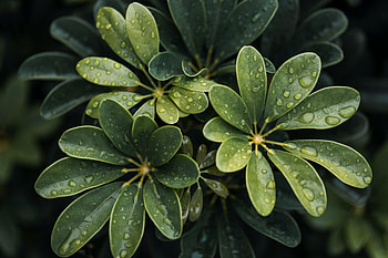 Nature, Leaves, Drops, Plant, Macro HD wallpaper