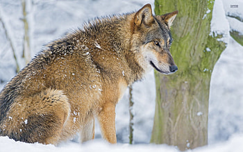 Wolf Resting in the Snow, animal, winter, wolf, snow HD wallpaper