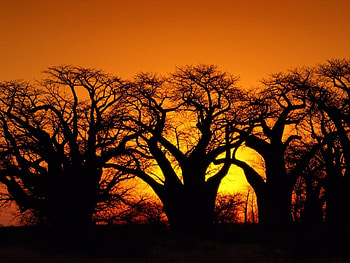 Landscape, Trees, Sunset HD wallpaper