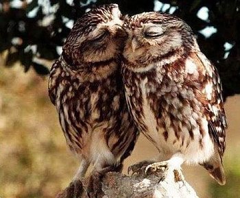 Just Two Owls, animal, owls, birds, love, couple HD wallpaper