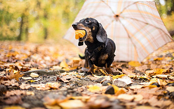 Animals, Autumn, Dog, Toy, Umbrella HD wallpaper