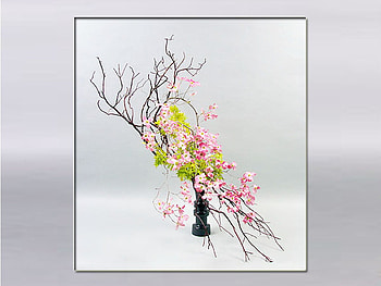 Beauty in simple frame, pink, ikebana, grey, gradient HD wallpaper