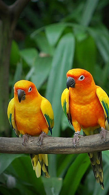Love Birds, Orange Parrot HD phone wallpaper
