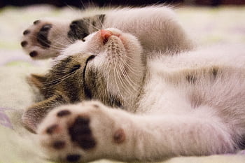 A close-up shot of a cute kitten sleeping peacefully on a soft surface. HD wallpaper