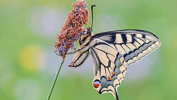 Light Yellow Black Lines Design Butterfly On Flower In Blur Green Background Butterfly HD wallpaper