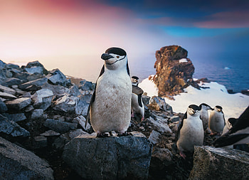 Chinstrap penguin portrait, Striking animals, Arctic aviators, Dazzling backgrounds HD wallpaper