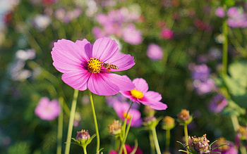 Cosmos Flowers and Bee, pink, flowers, cosmos, bee HD wallpaper