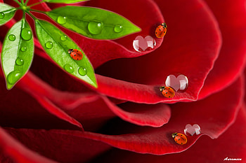 Rose and Ladybird, celebrations, awesome, beaches, colors, bay, reflections, canyons, beach, nice, men, engagement, calm, mirror, meadow, grass, rocks, panorama, multicolor, green, nature, black, graphy, morning, attractive, groom, elderly, corner, paysage, neat, refleced, children, ellegant, lakes, wedding, gourgeous, cena, sce, oceans amazing, flower, fish, scenario, cloud, landscape, lake, cenario, river, blue, natural, crowd, colours, rose, caves, , creeks, pond, beautiful, people, multi-coloured, gray, field, hop, love, cool, paisagem, women, clear, bride, rivers, evening HD wallpaper