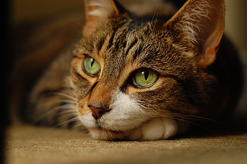 Animals, Cat, To Lie Down, Lie, Muzzle, Sight, Opinion HD wallpaper