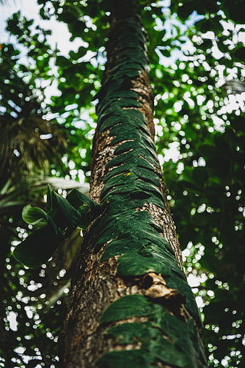 Nature, Leaves, Plant, Wood, Tree, Trunk HD phone wallpaper