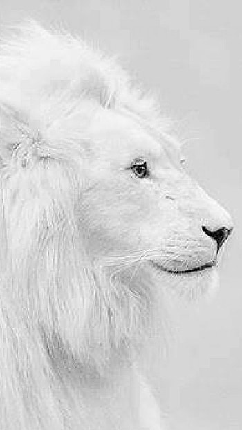 White Lion, White Background HD phone wallpaper