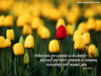 tulips, quote, single, zen, unique HD wallpaper