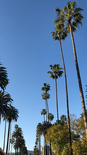 Beverly Hills, Palm trees Beverly Hills, Video California , Los Angeles palm trees HD phone wallpaper