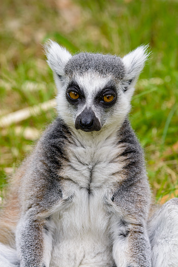 Animals, Sight, Opinion, Lemur, Pensive HD phone wallpaper