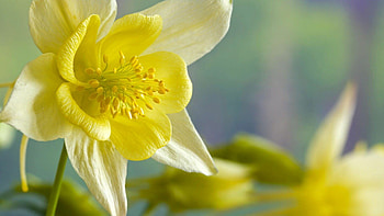 Daffodil , Eye-catching backgrounds, Floral beauty, Nature's masterpiece HD wallpaper