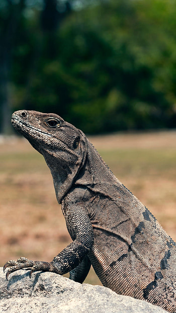 Monitor lizard, High-definition , Distinctive reptile, backgrounds HD phone wallpaper