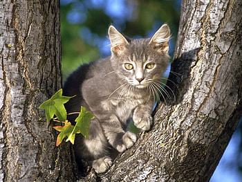 Animals, Cats HD wallpaper