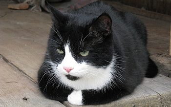 *** Black and white ***, animal, white, black, and, animals, cats, cat HD wallpaper