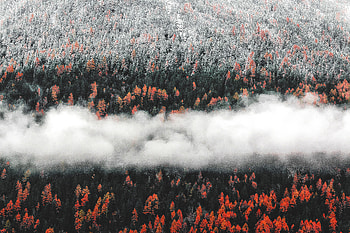 Orange Tress Autumn Forest Landscape Mist Scenic Nature, autumn, trees, nature, forest, landscape, fog, mist HD wallpaper