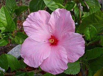 Flowers, Petals, Bloom, Flowering, Greens, Hibiscus HD wallpaper
