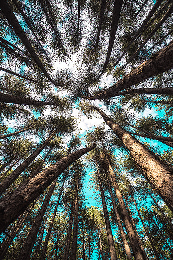Nature, Trees, Sky, Top, Branches, Tops, Bottom View HD phone wallpaper