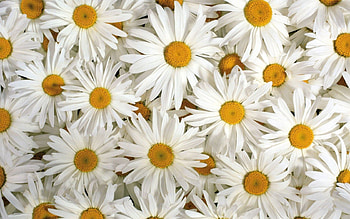 Flowers, Camomile, Petals, Lot, Snow White HD wallpaper