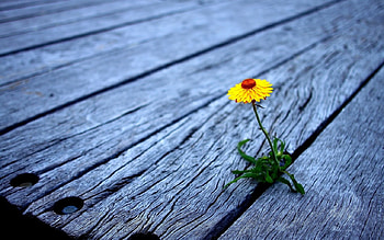 yellow flower, wood, yellow, flower, alone, nature, bloom, macro HD wallpaper