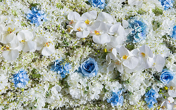 Flowers, summer, rose, blue, white, skin, flower, texture, orchid, vara HD wallpaper