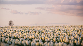 Closeup View Of White Tulip Flowers Field Blur Background Flowers HD wallpaper