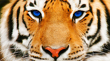 Blue eyed tiger, big cats, blue eyes, tiger, tigers HD wallpaper
