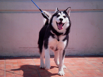 Dea, dogs, friends, siberian husky HD wallpaper