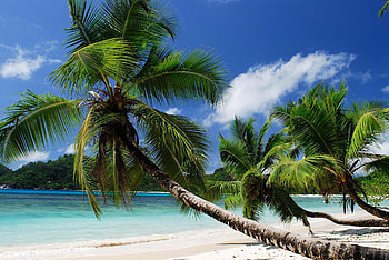 Nature, Sea, Beach, Sand, Palms, Tropics, Sandy HD wallpaper