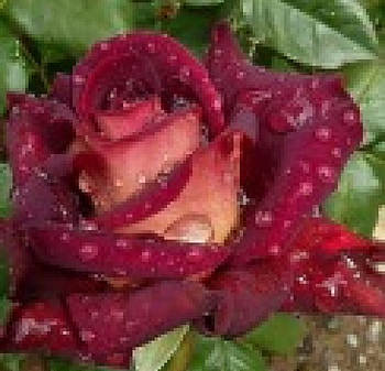 Drops on a Beauty, purple, roses, drops, nature, flowers, dew HD wallpaper