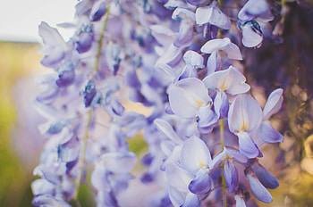 Flowers, Violet, Close-Up, Purple, Wisteria HD wallpaper