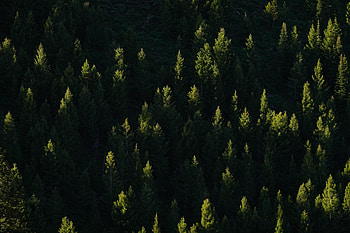 Nature, Trees, Shine, Light, Beams, Rays, Forest, Spruce, Fir HD wallpaper