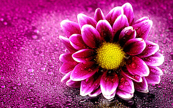 Pink Flower , nature, Pink, , flower HD wallpaper
