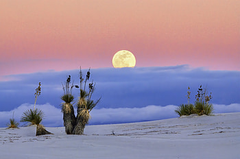 Nature, Sand, Moon, Desert, Palm HD wallpaper