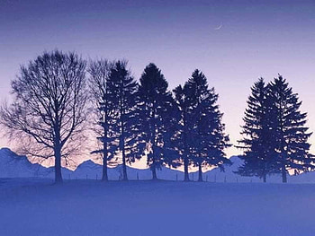 Winter, forest, snow, tree HD wallpaper