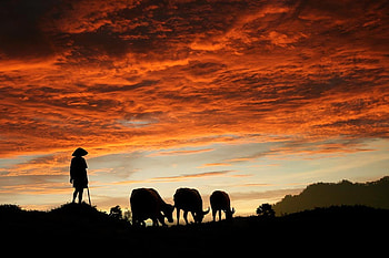 Life Under the Sun, life, clouds, beautiful, cattle, shepherd, silhouette, sunset HD wallpaper