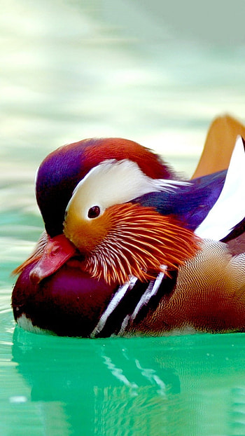 Mandarin Duck, Perching Duck HD phone wallpaper