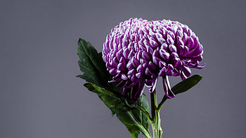 Purple Chrysanthemum Flower Petals With Green Leaves Flowers HD wallpaper