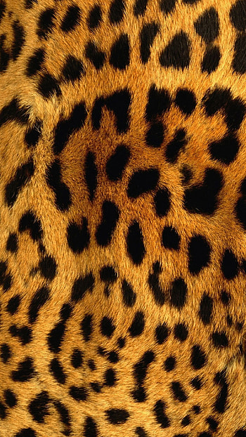 Cheetah Print, Leopard Print HD phone wallpaper
