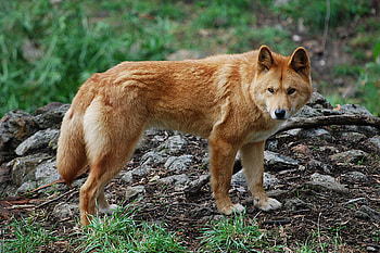 Animals, Nature, Dog, Muzzle, Stroll, Fright HD wallpaper