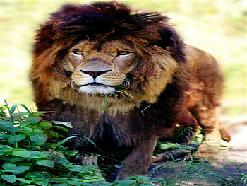 LION KING, animal, wild, lion, king HD wallpaper