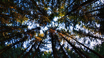 Worm's Eye View Of Trees Branches Leaves Forest Under Blue Sky Nature HD wallpaper