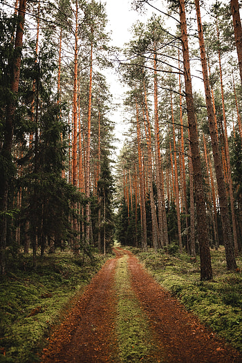 Nature, Trees, Pine, Road, Forest HD phone wallpaper